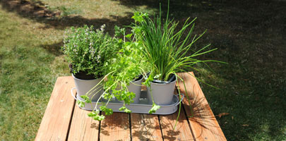 3pc Herb Pot with Tray